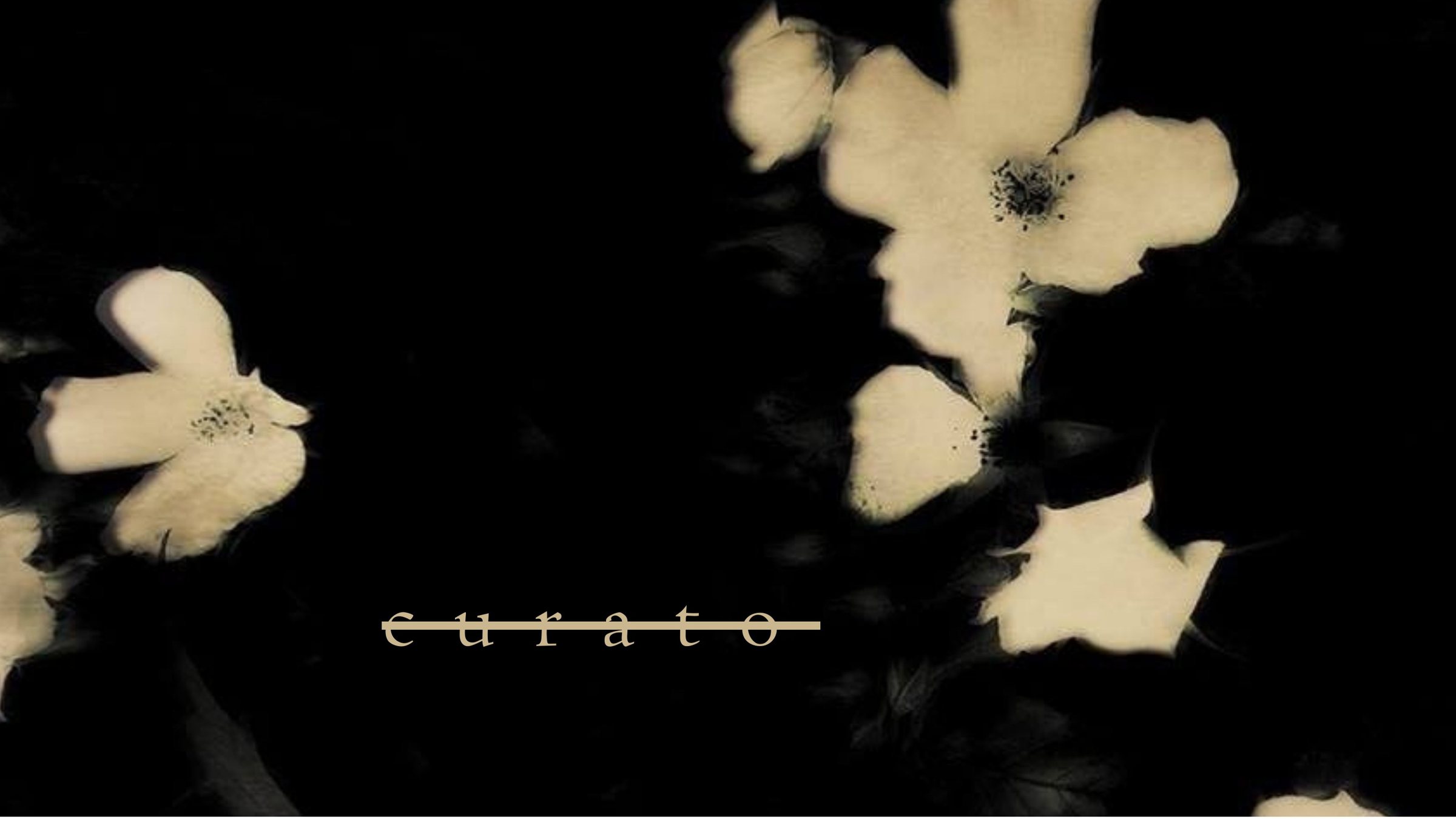 Curato Collective